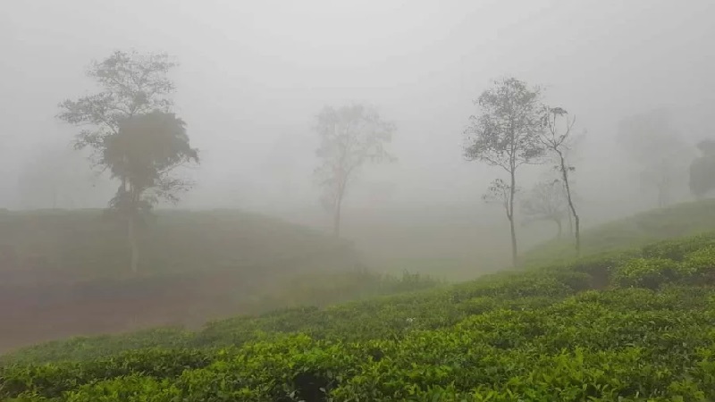 চায়ের রাজ্যে ১১ ডিগ্রিতে নামল তাপমাত্রা